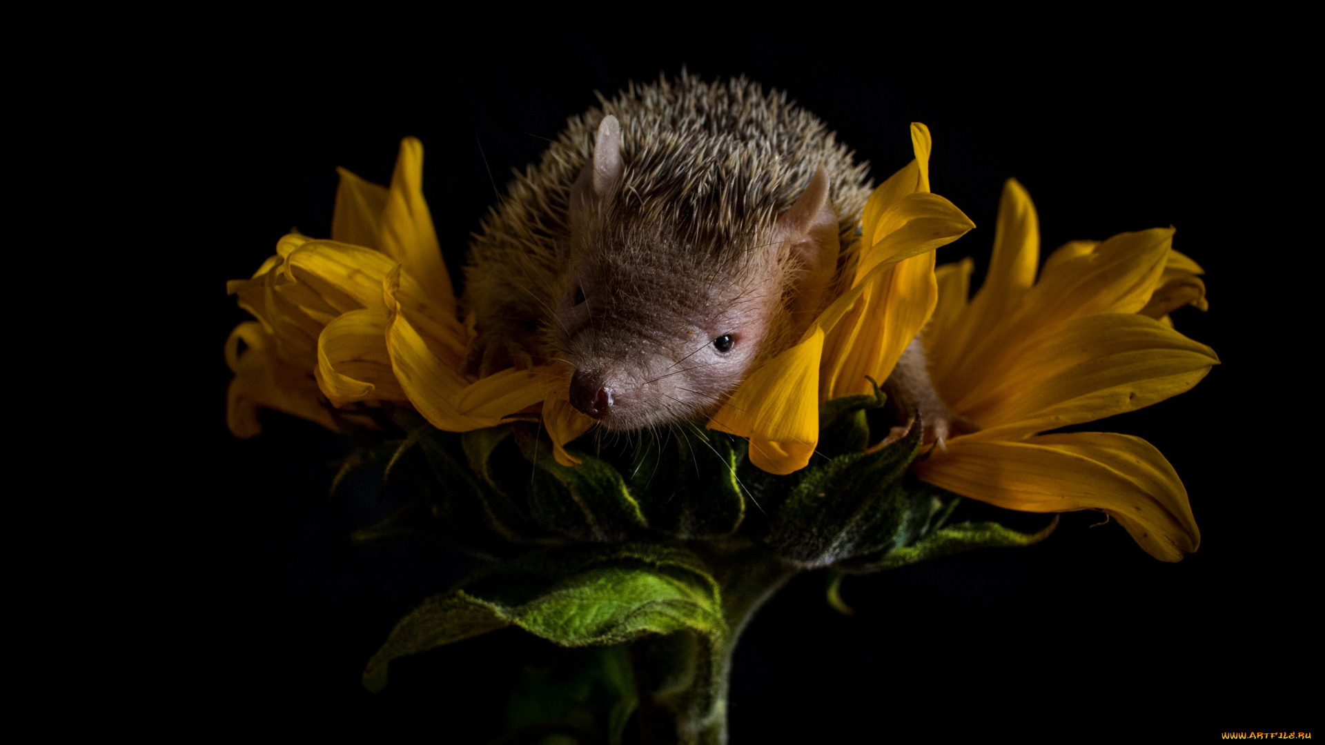 животные, ежи, подсолнух
