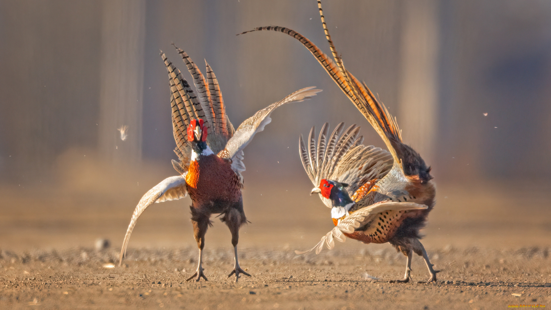 животные, фазаны