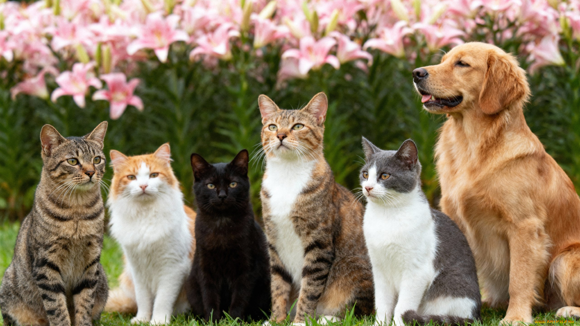 животные, разные, вместе, кот, кошка, коты, кошки, собака