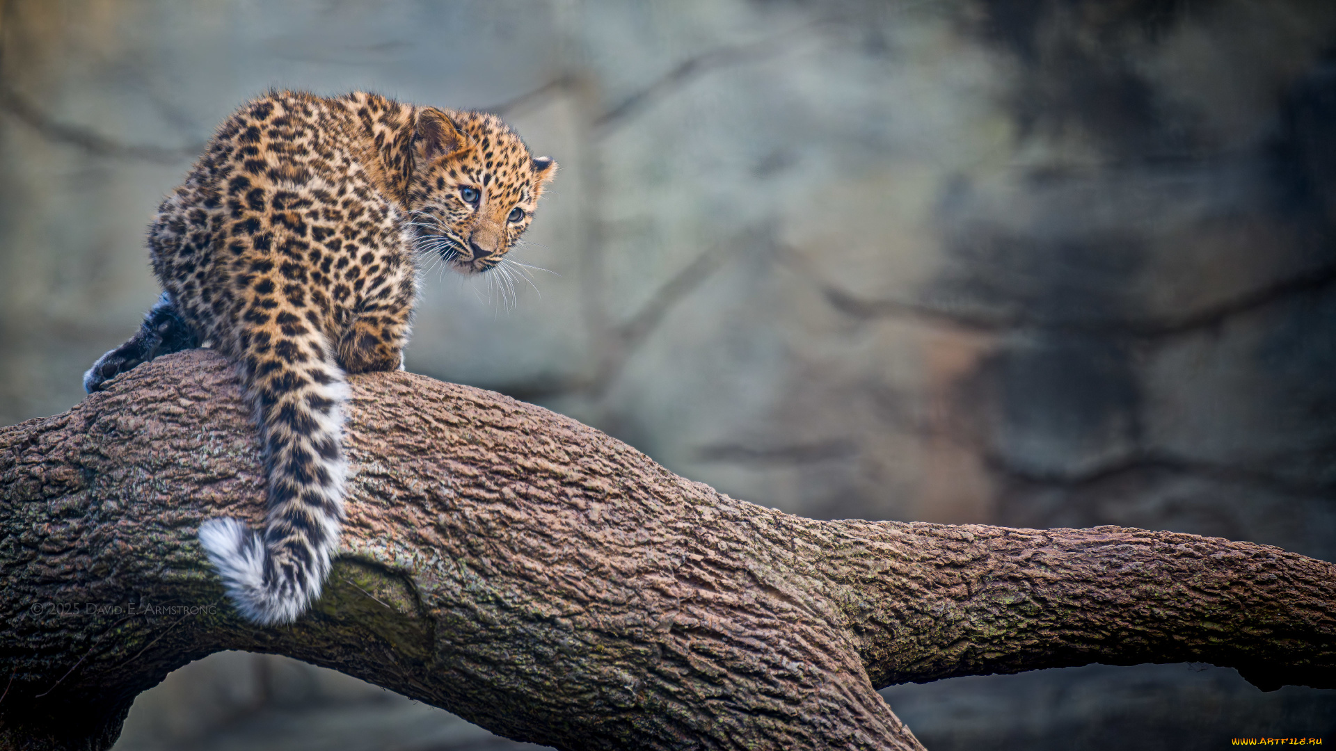 животные, ягуары, кот, кошка