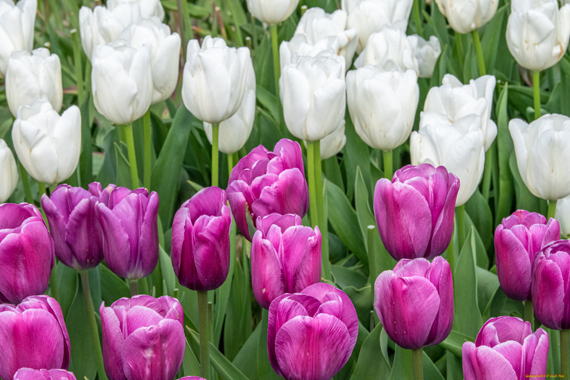 цветы, тюльпаны