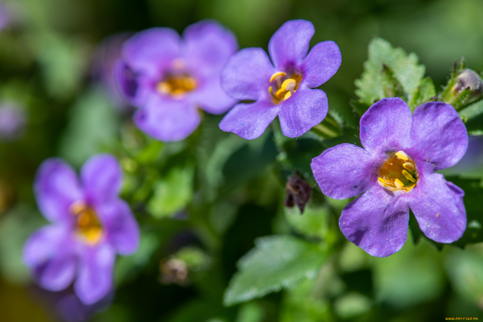 цветы, луговые, , полевые, , цветы