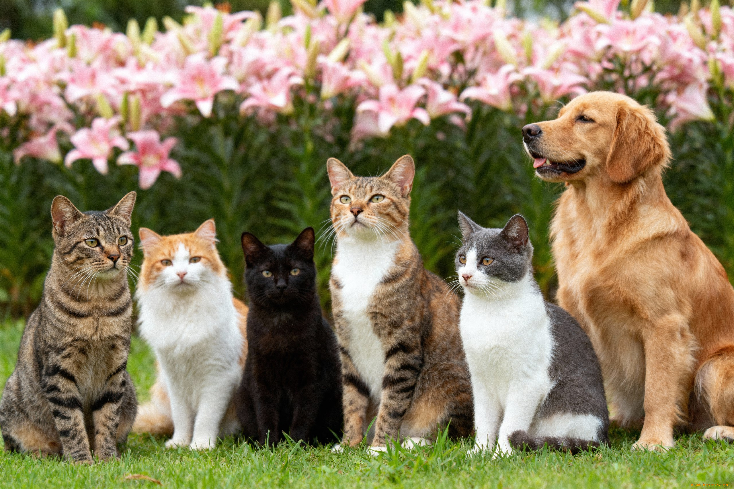 животные, разные, вместе, кот, кошка, коты, кошки, собака