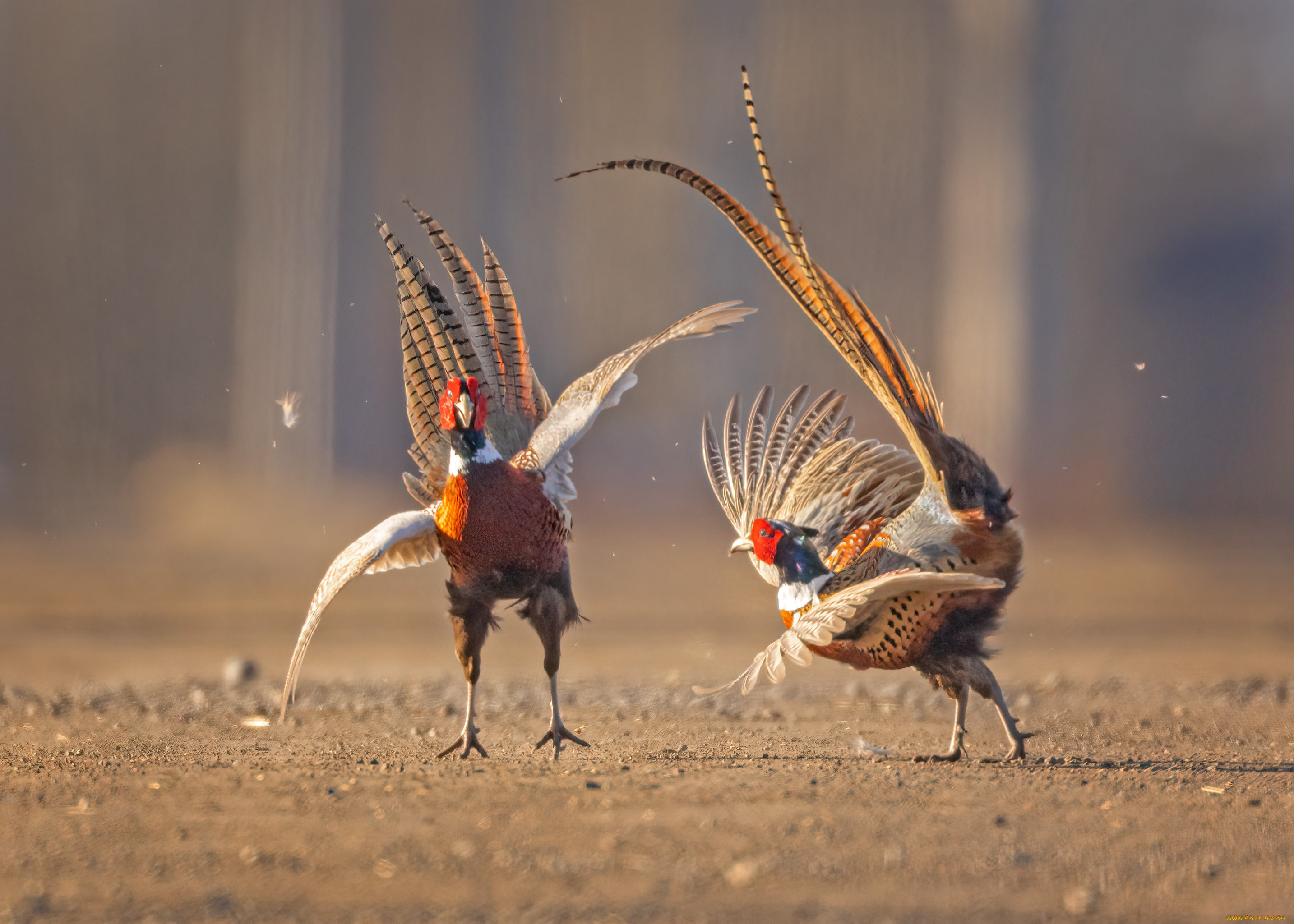 животные, фазаны