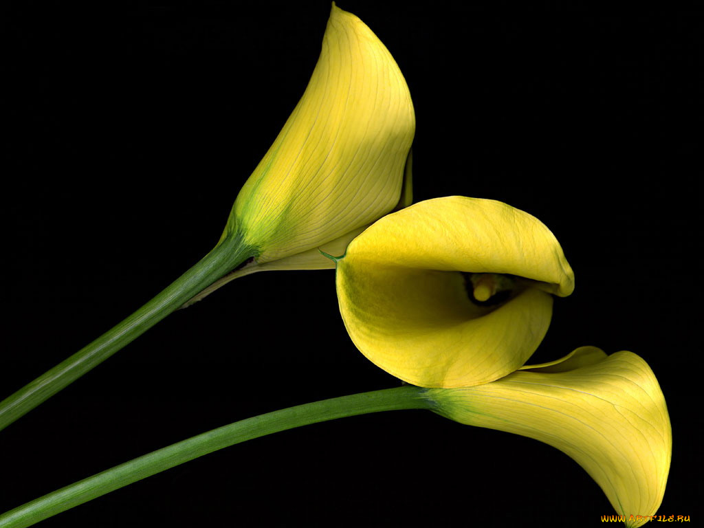 цветы, каллы