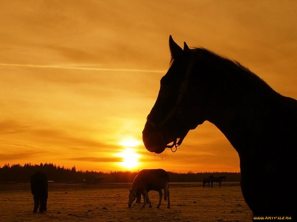животные, лошади