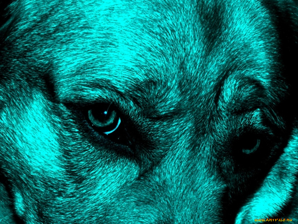 животные, собаки