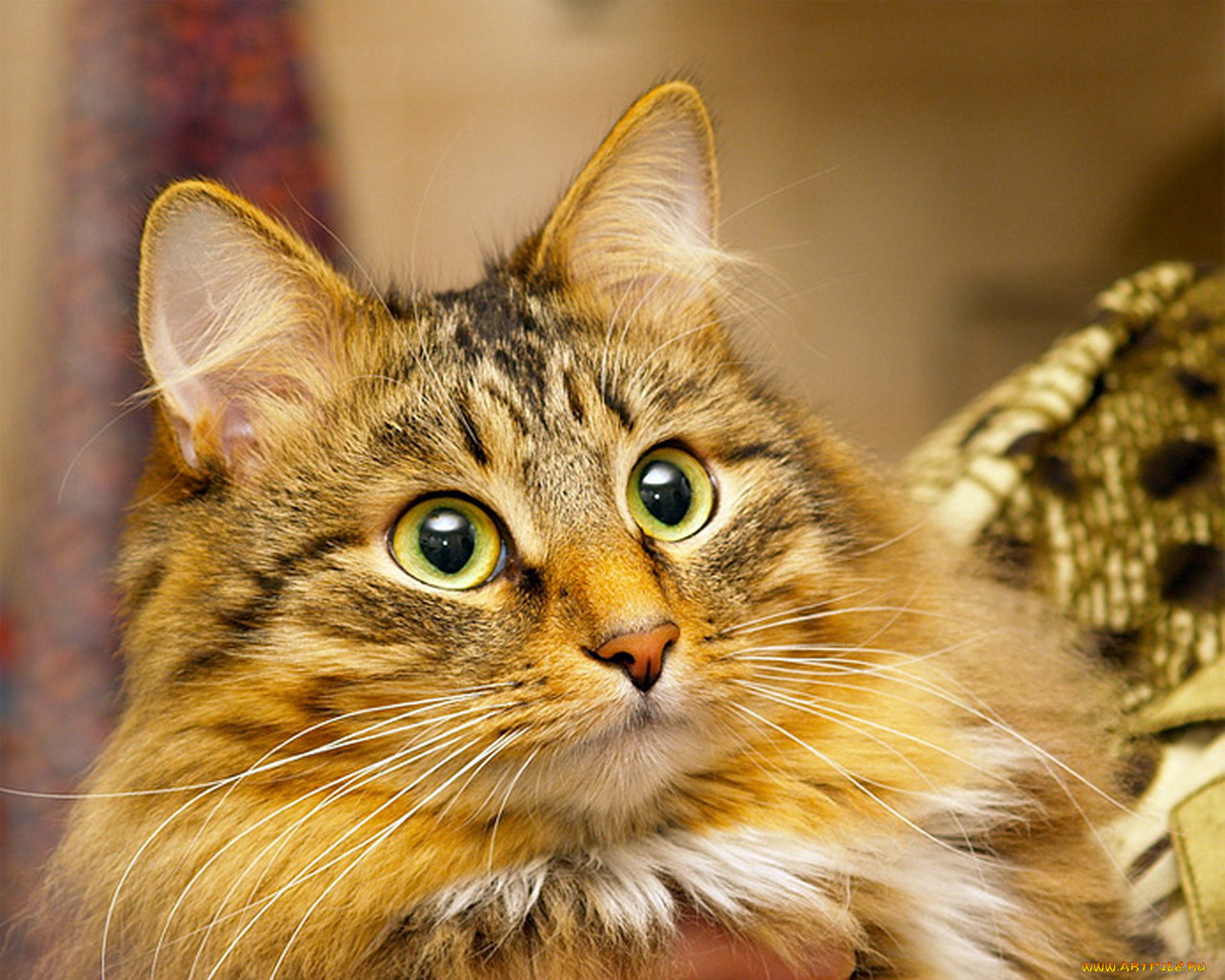 животные, коты