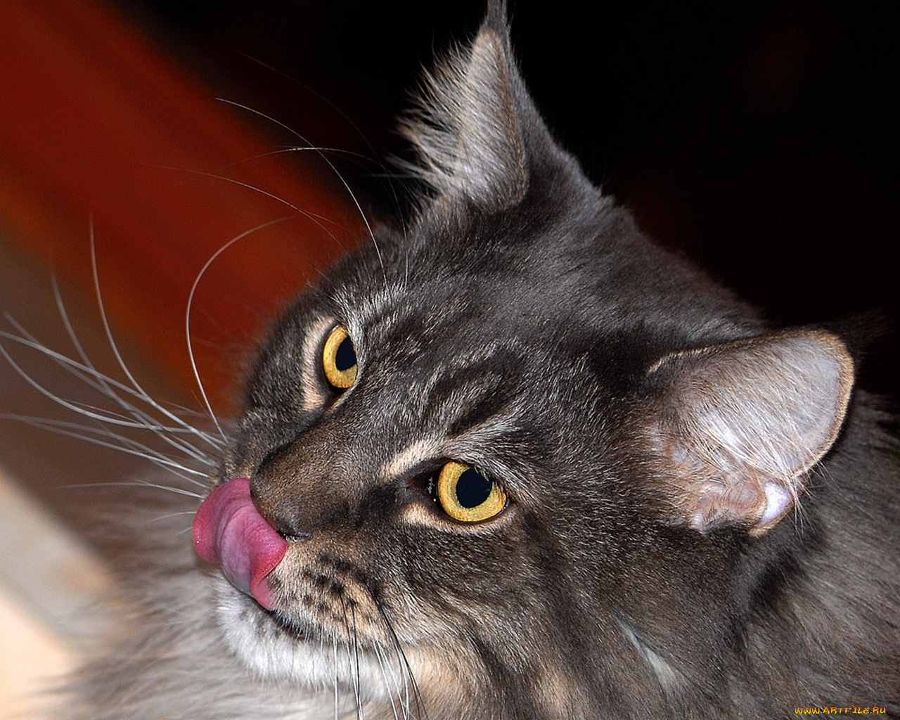 животные, коты