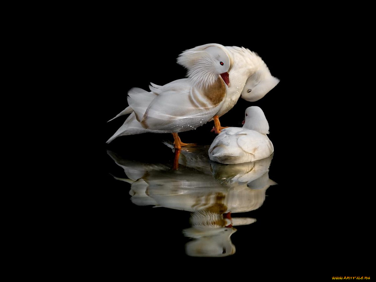 животные, утки