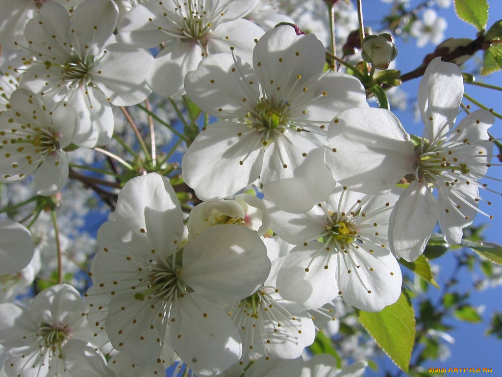 цветы, цветущие, деревья, кустарники