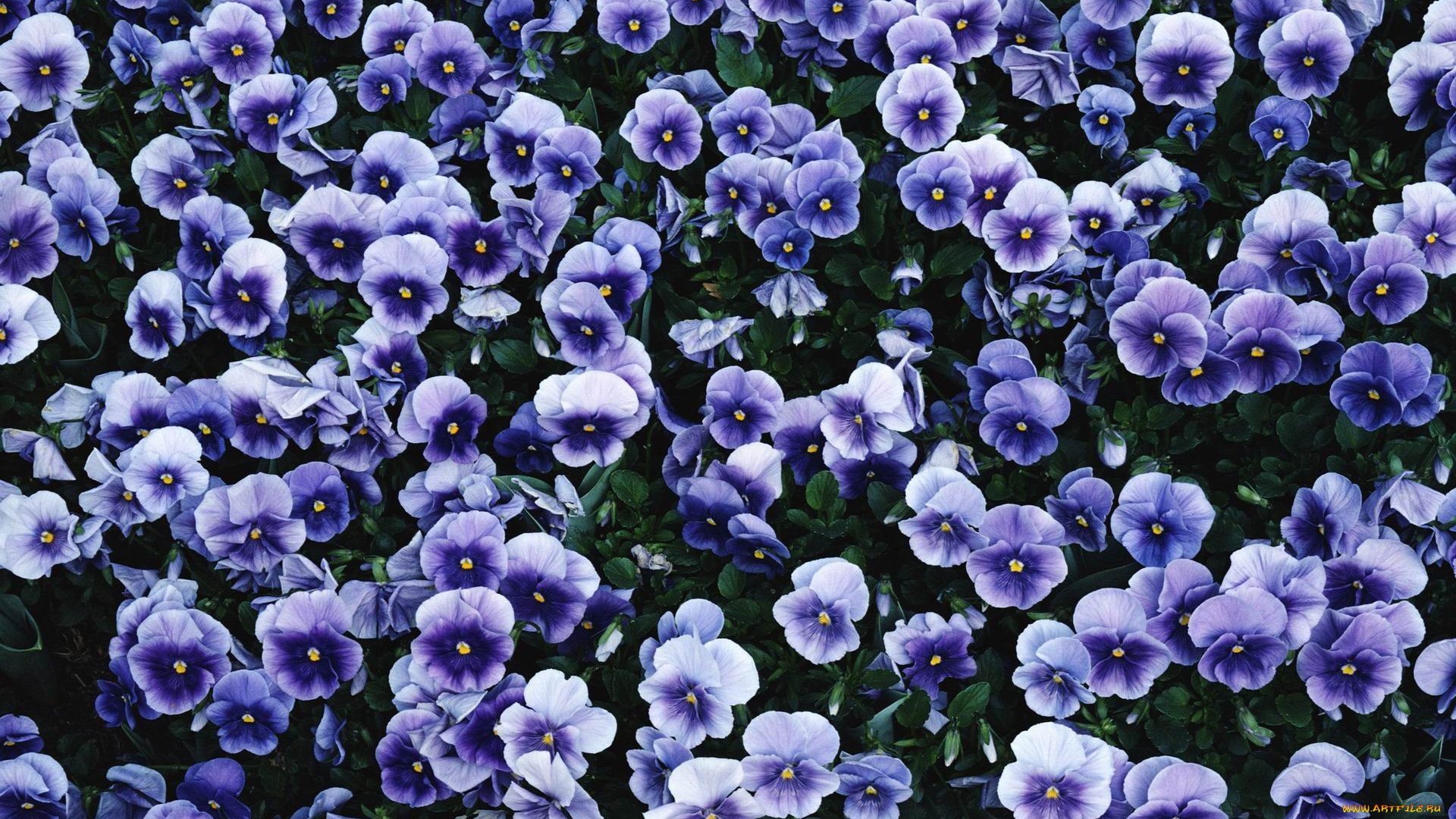 цветы, анютины, глазки, садовые, фиалки