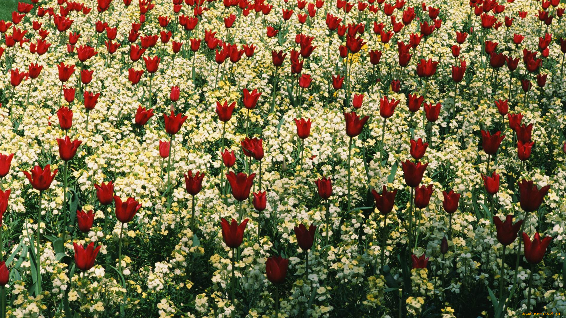 цветы, разные, вместе