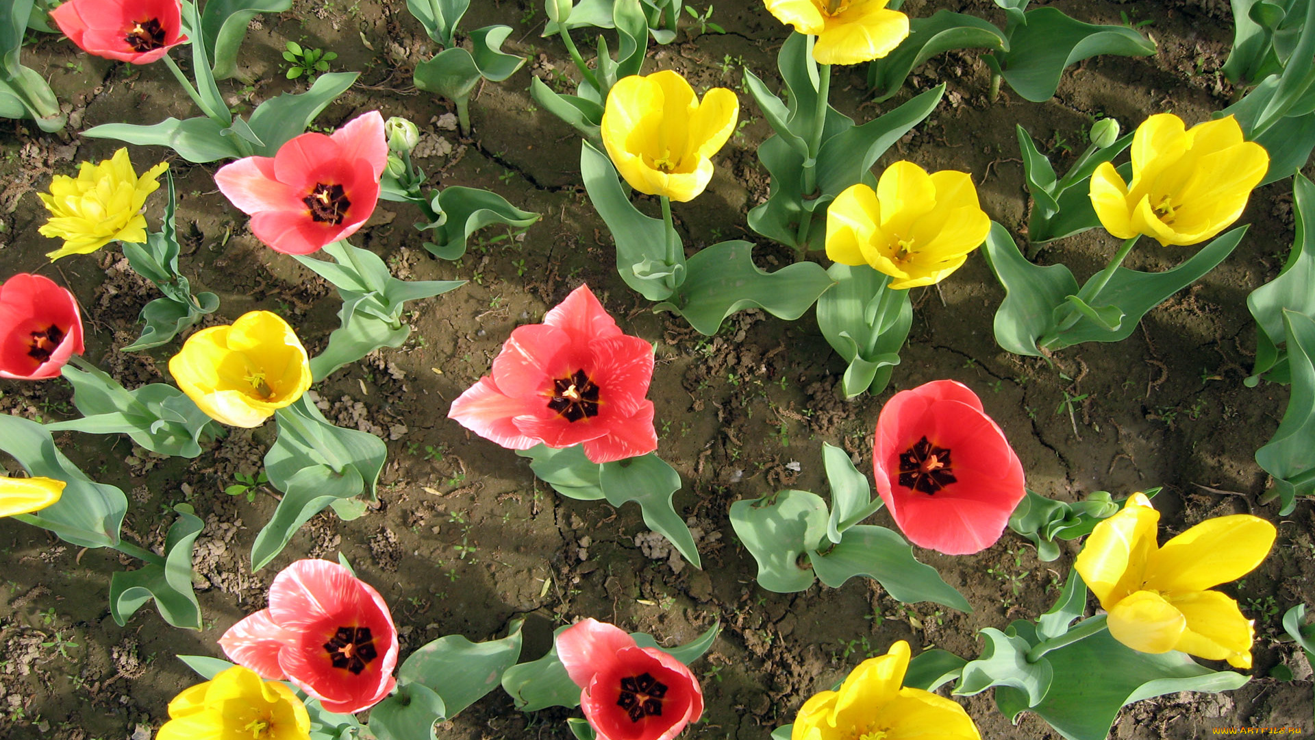 цветы, тюльпаны