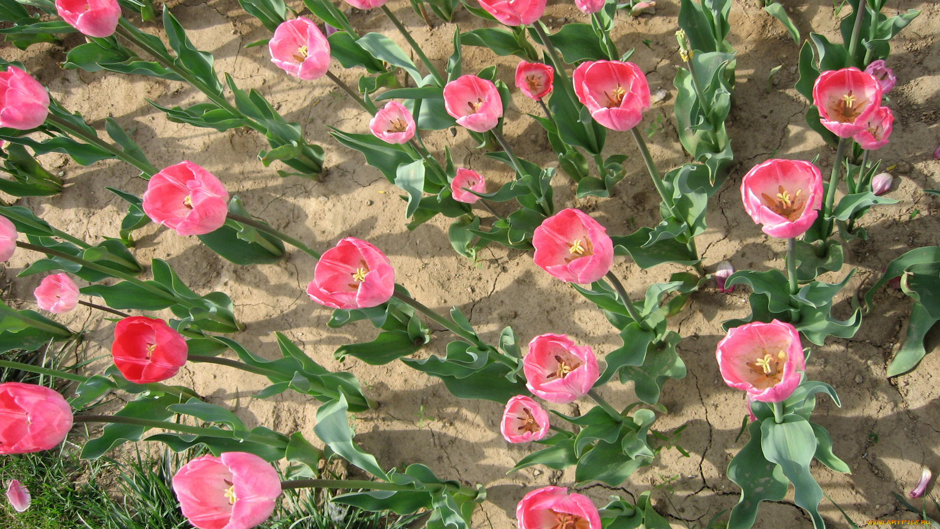 цветы, тюльпаны