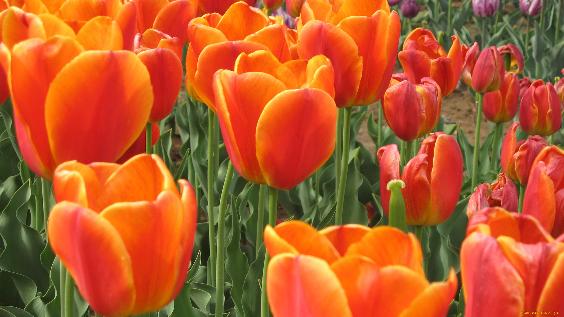 цветы, тюльпаны