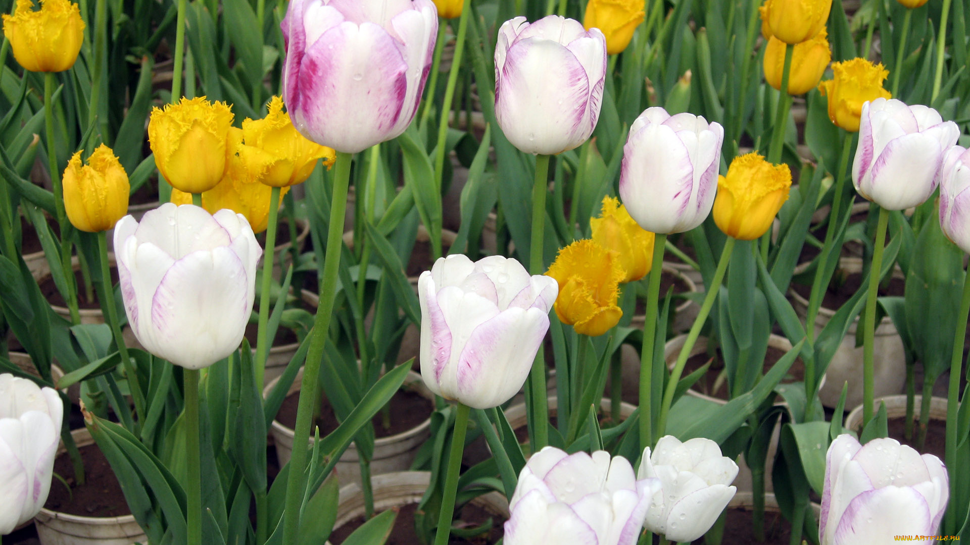 цветы, тюльпаны