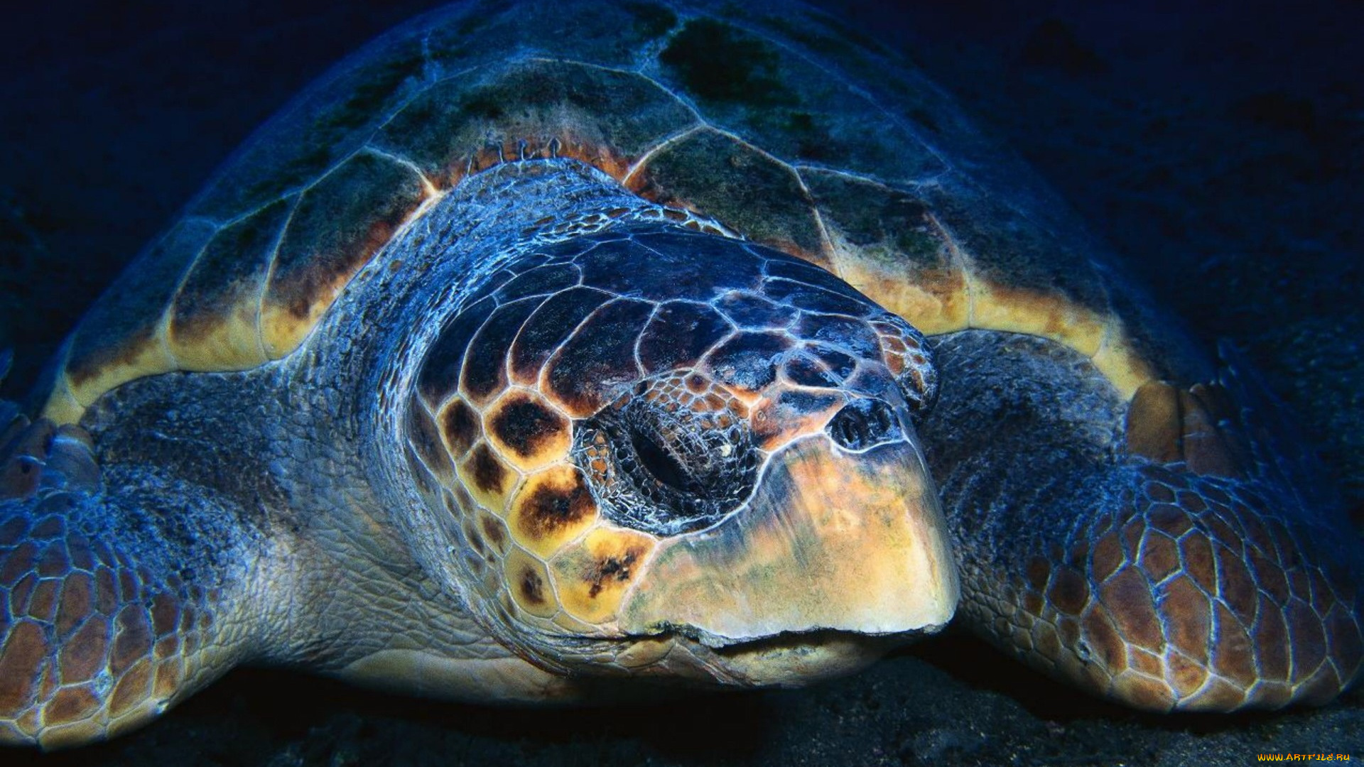 животные, Черепахи