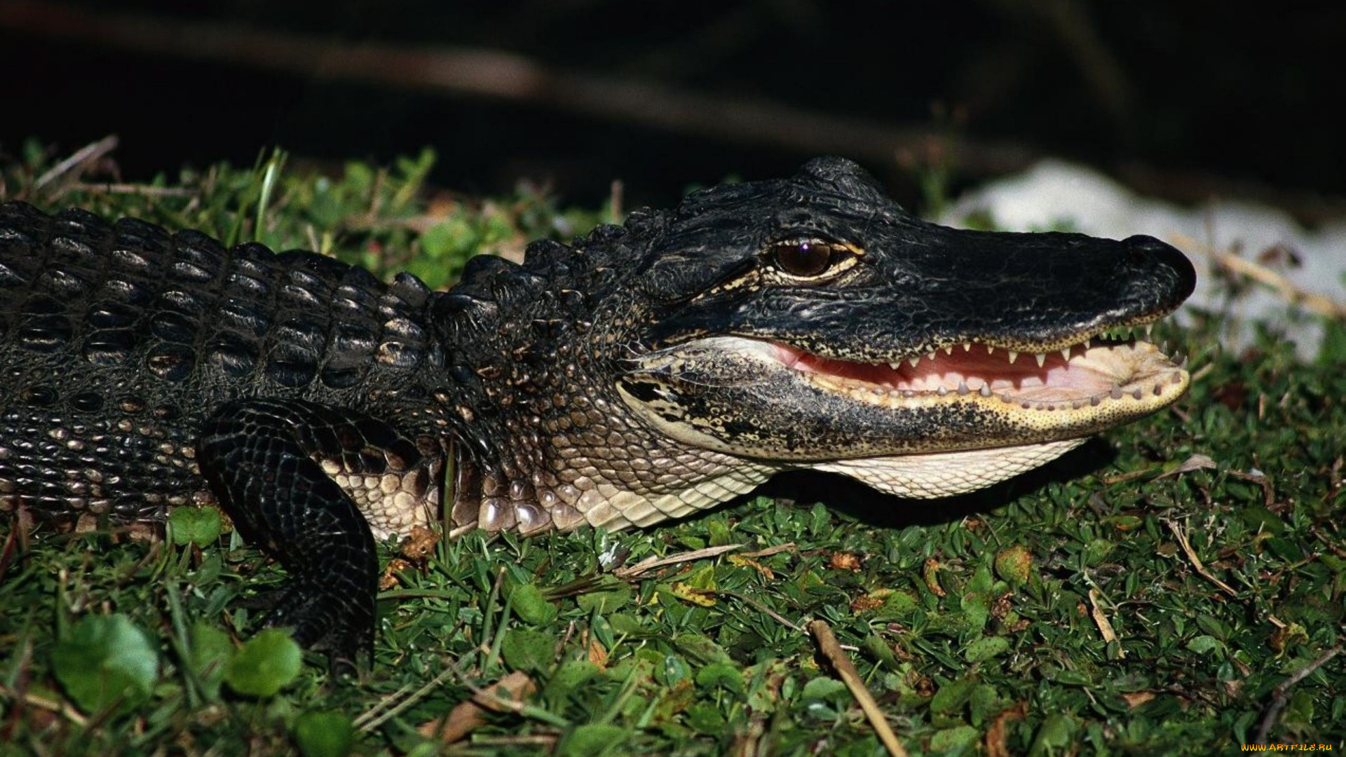 животные, крокодилы