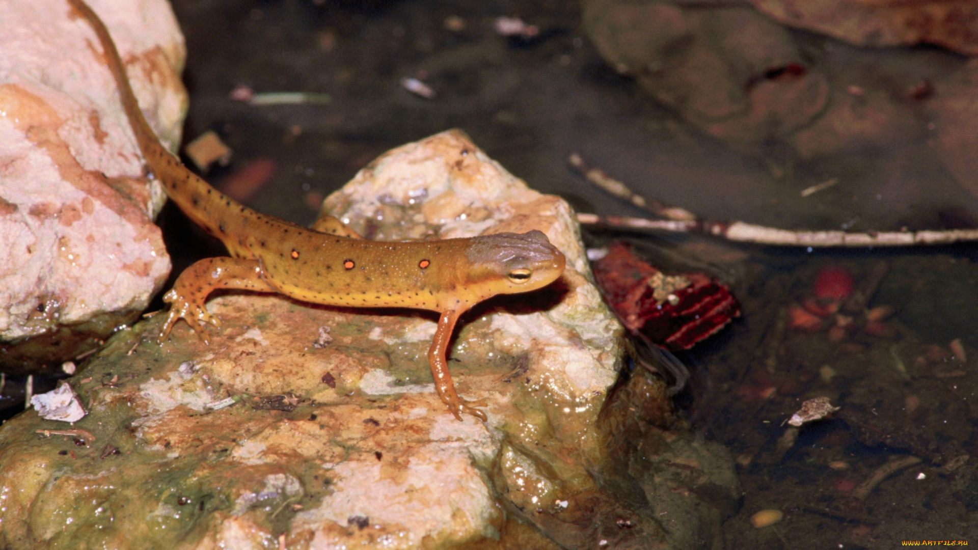 животные, Ящерицы, игуаны, вараны