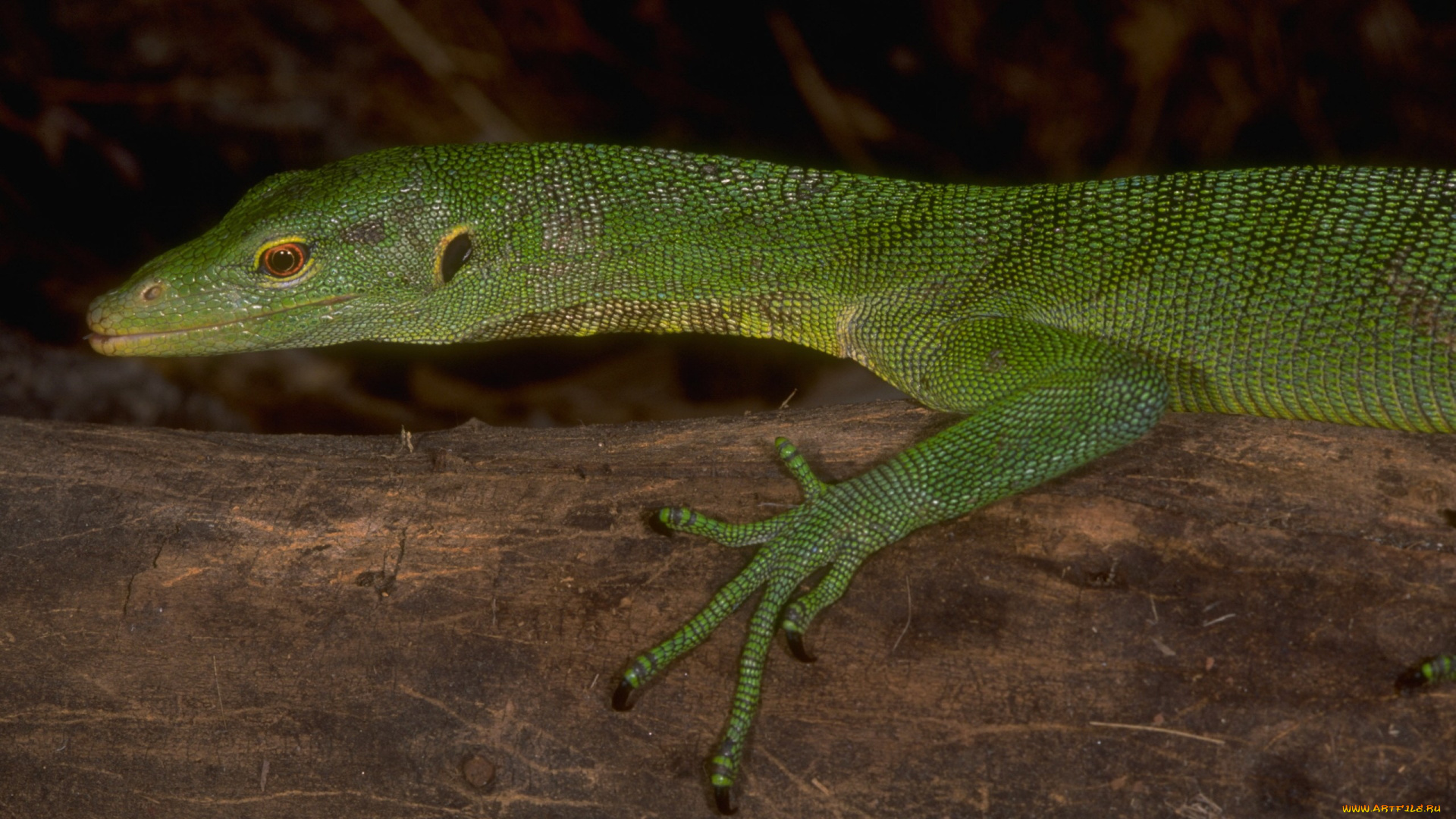 животные, Ящерицы, игуаны, вараны