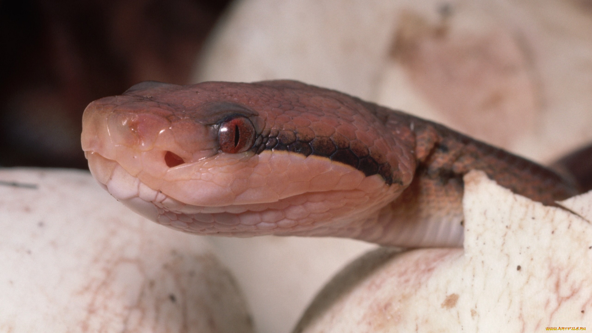 животные, змеи, питоны, кобры