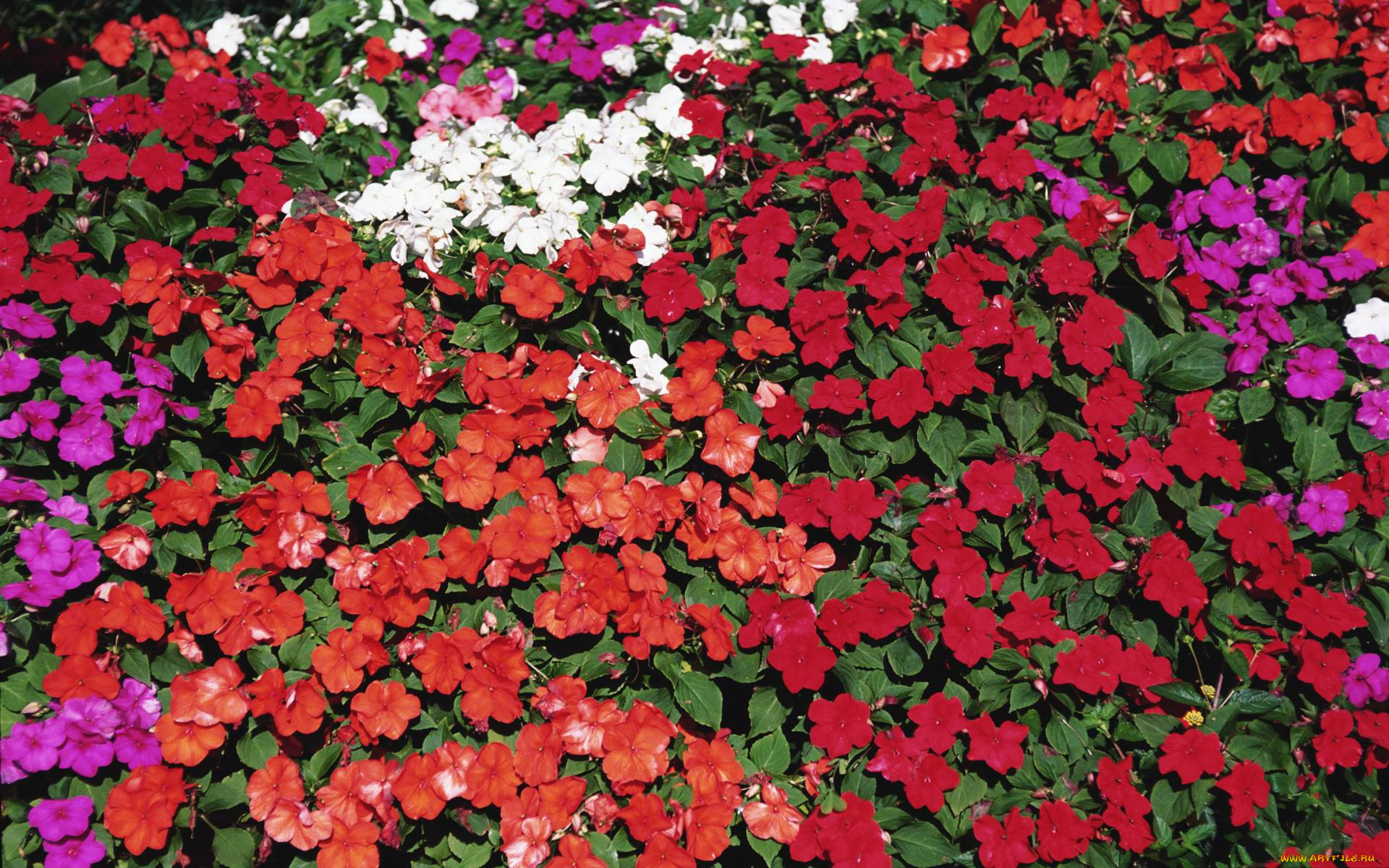 цветы, бальзамины