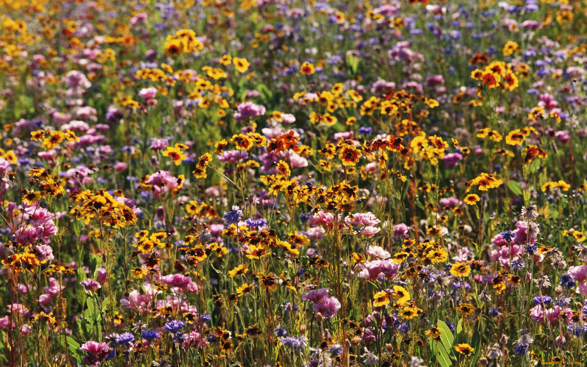 цветы, луговые, полевые