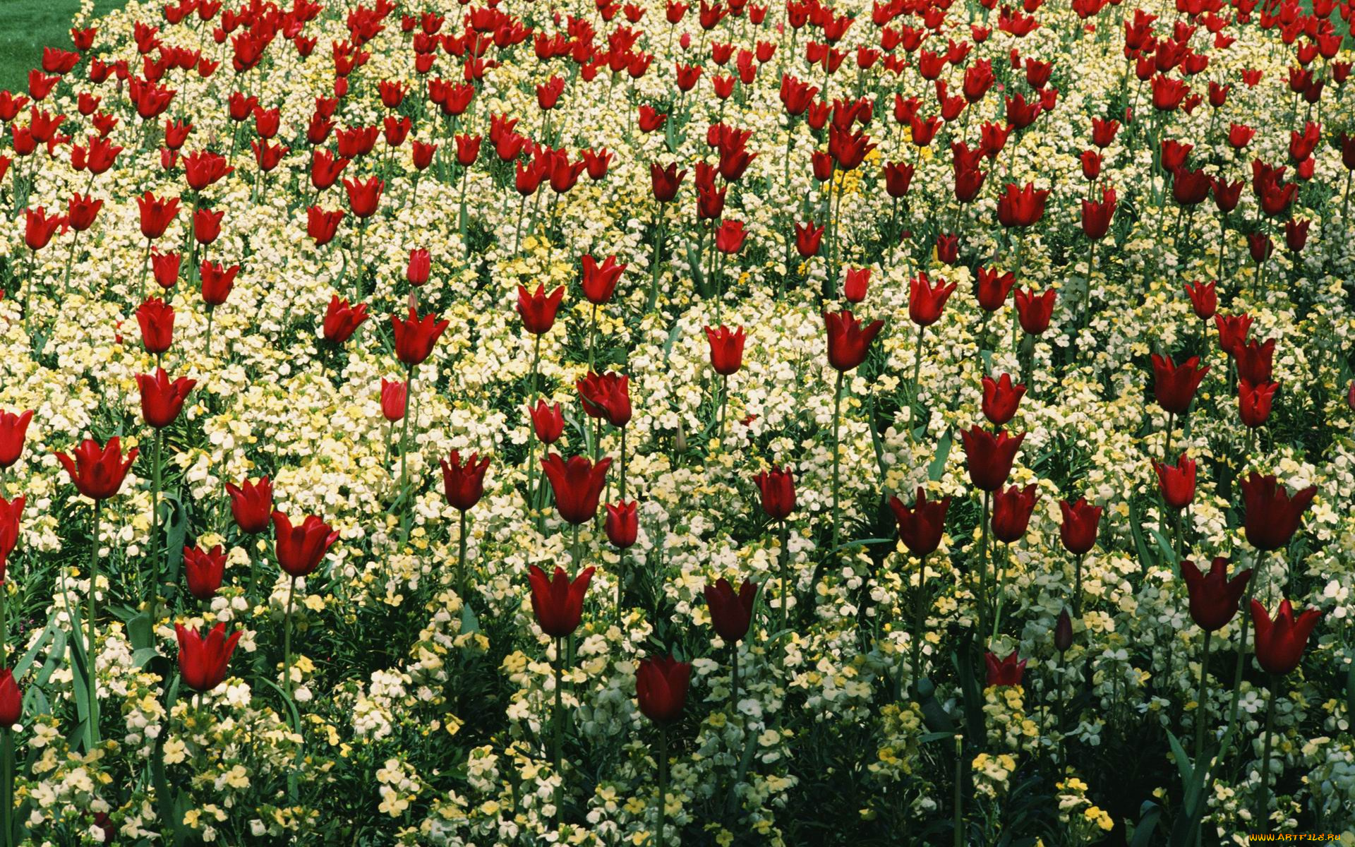 цветы, разные, вместе