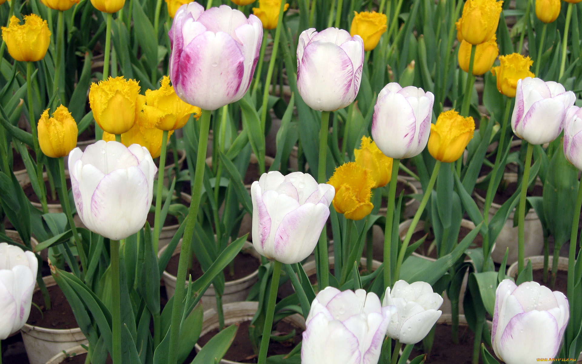 цветы, тюльпаны