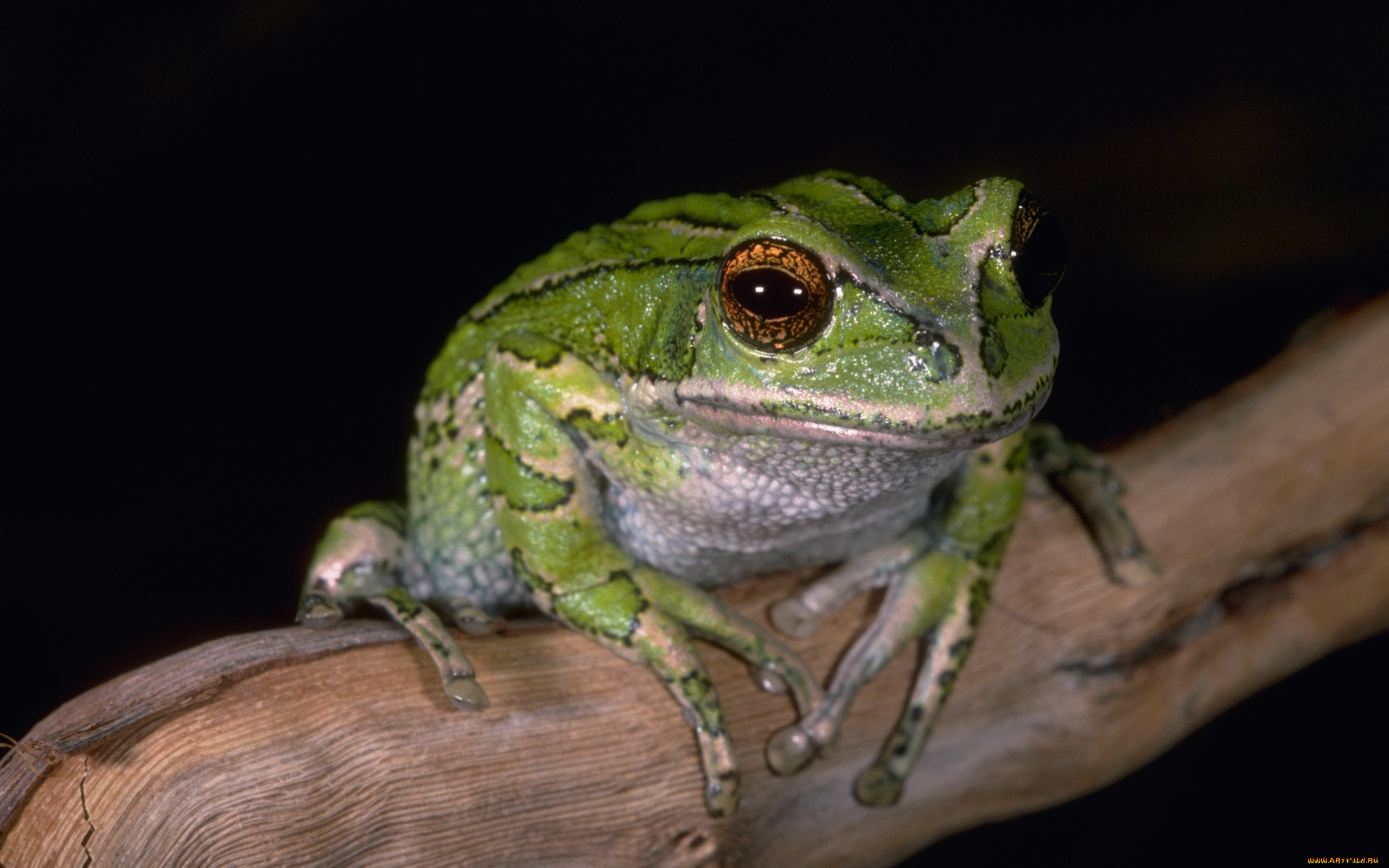 животные, лягушки