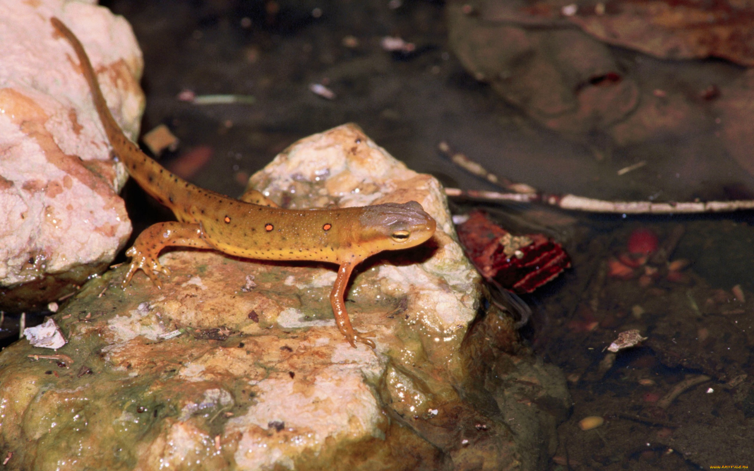 животные, Ящерицы, игуаны, вараны