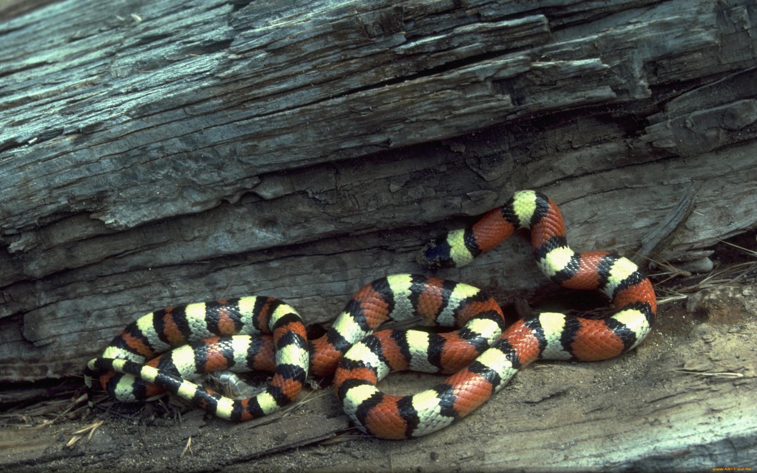 животные, змеи, питоны, кобры