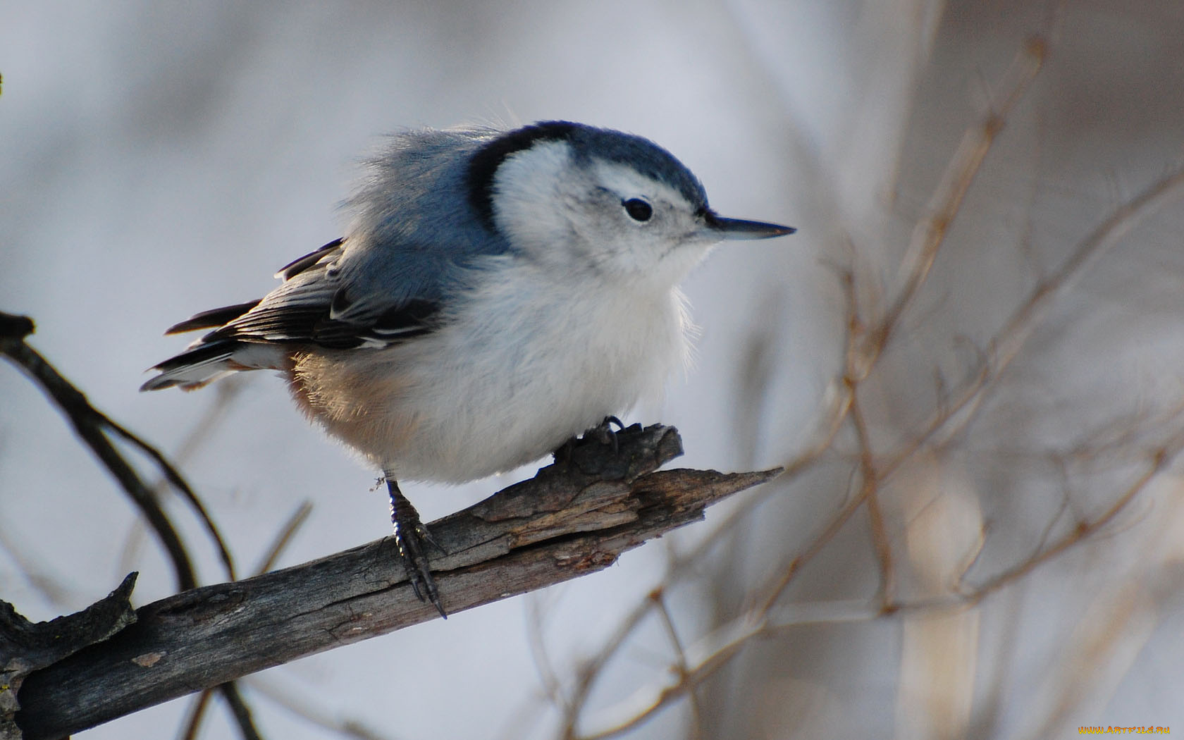животные, поползни