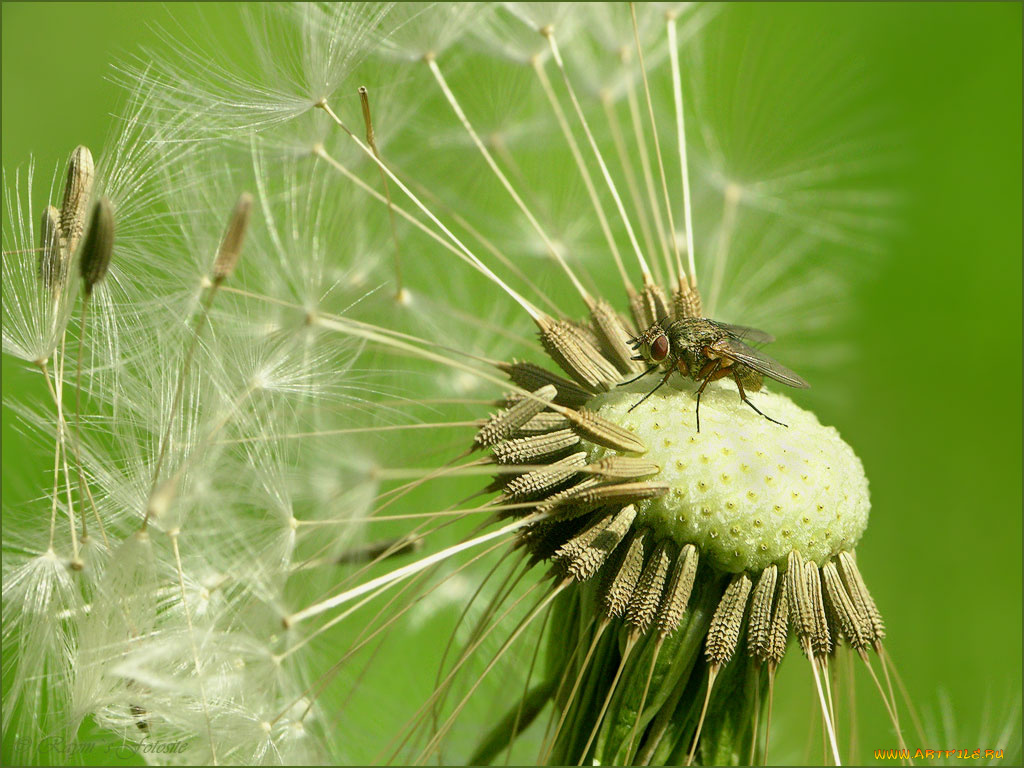 цветы, одуванчики