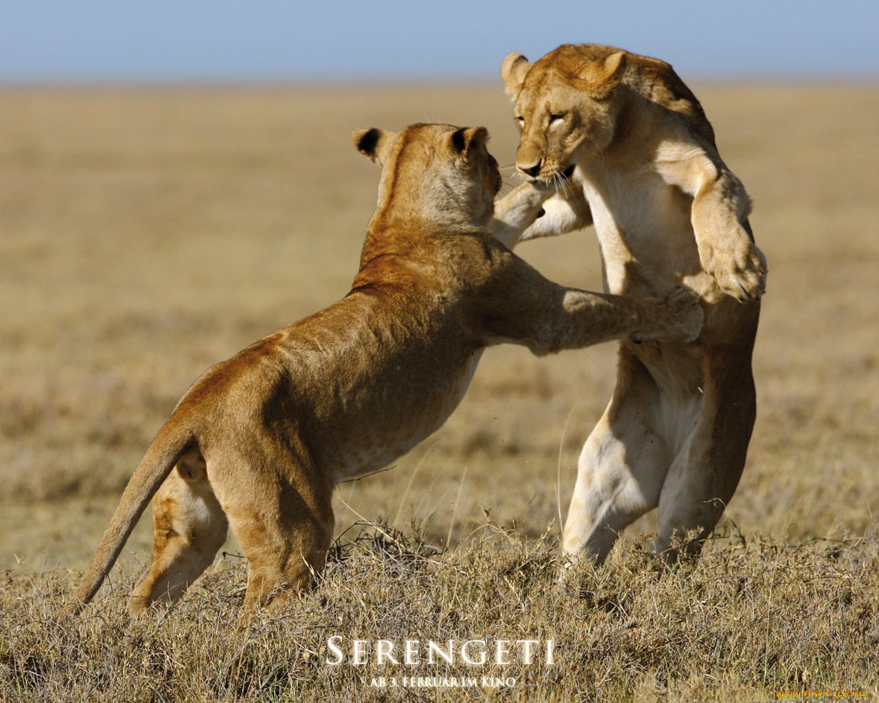 serengeti, кино, фильмы