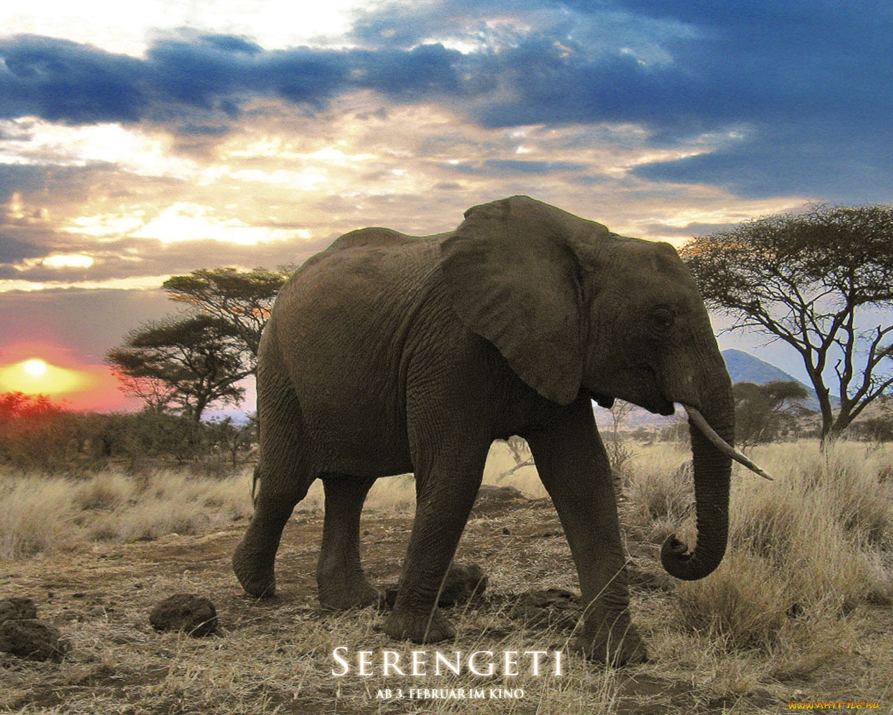 serengeti, кино, фильмы