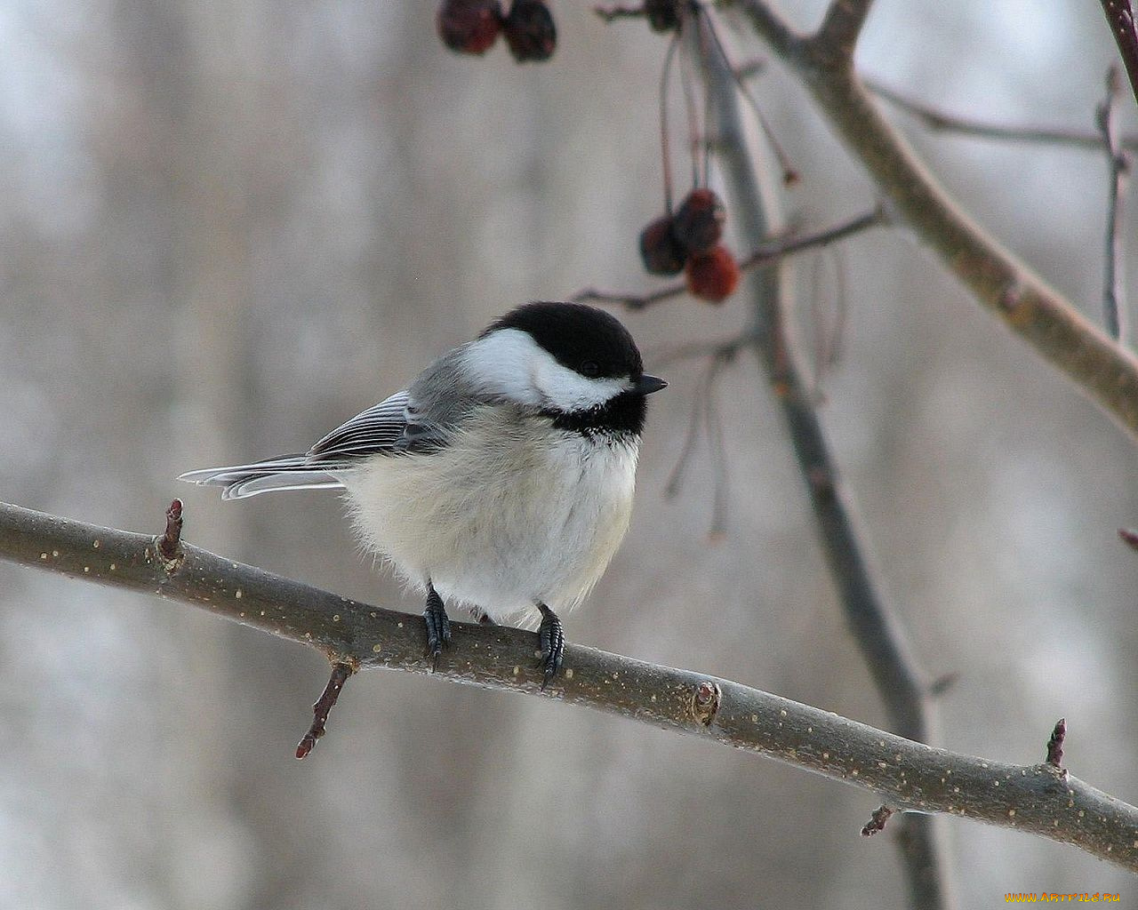 животные, синицы, лазоревки