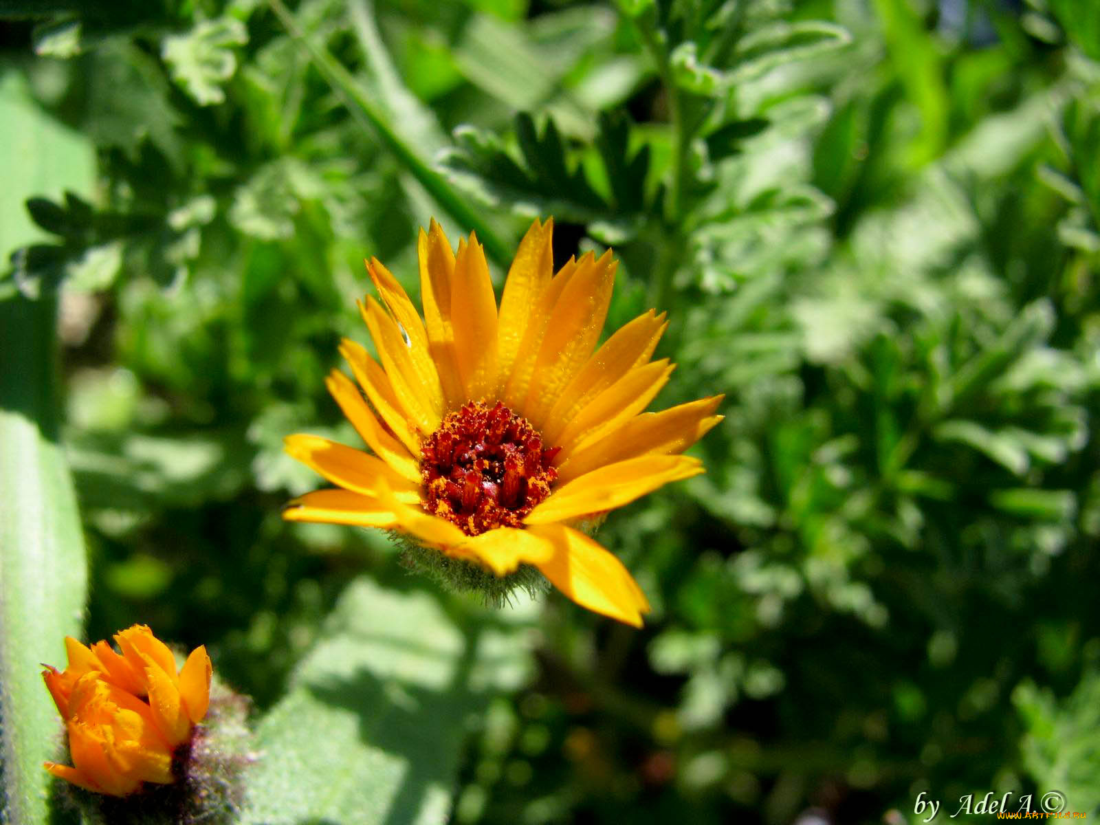 цветы, календула