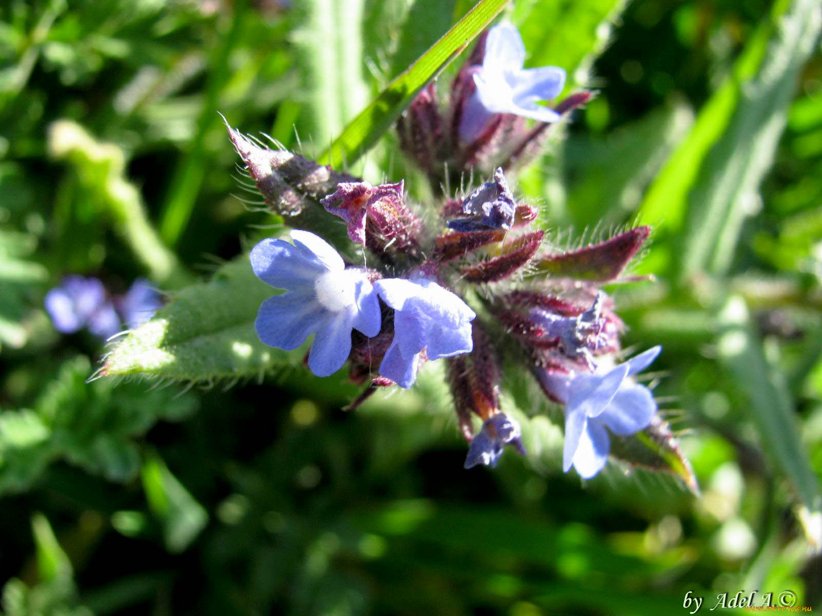 цветы, луговые, полевые