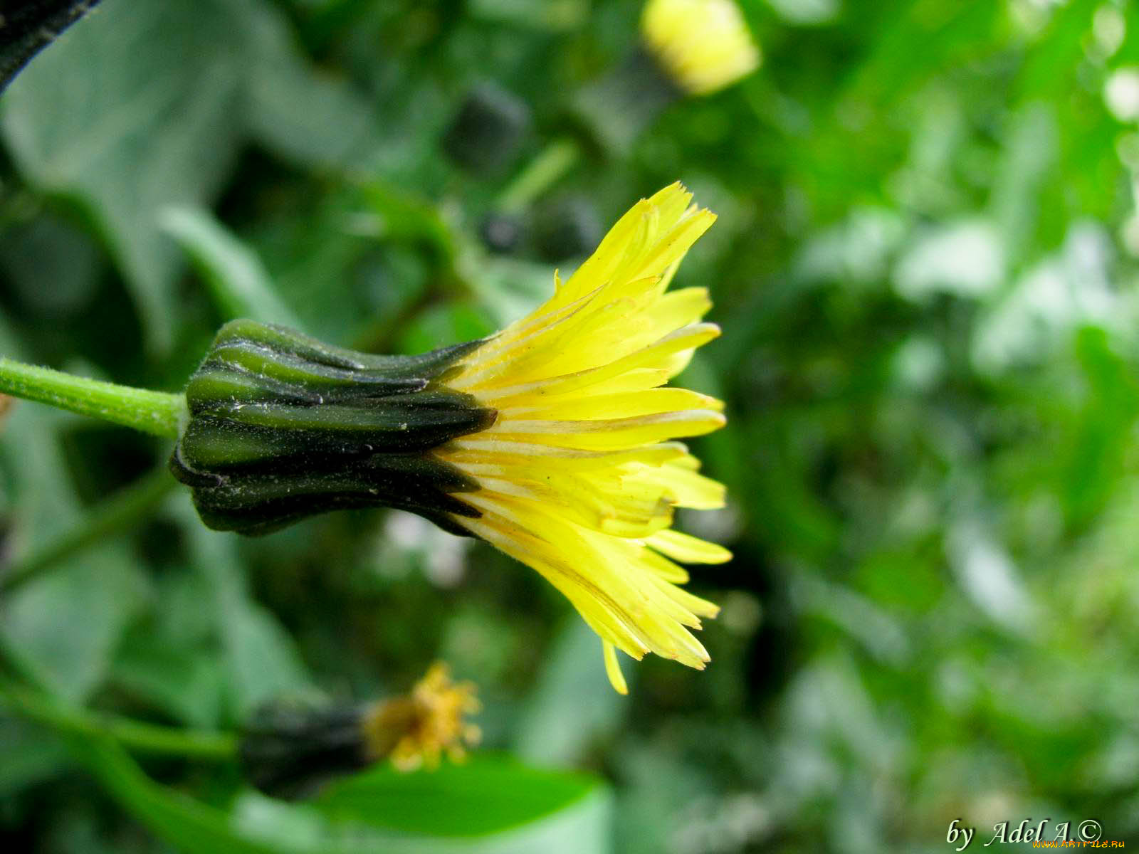 цветы, одуванчики