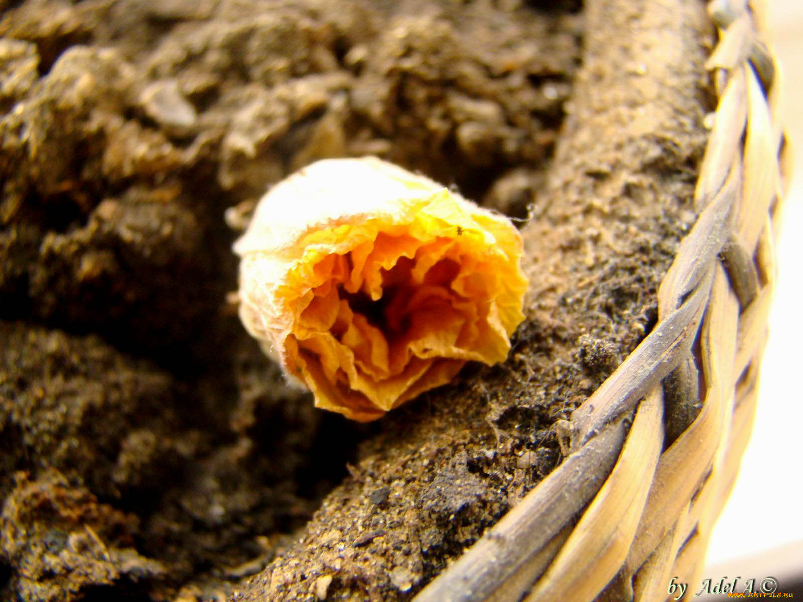 цветы, розы