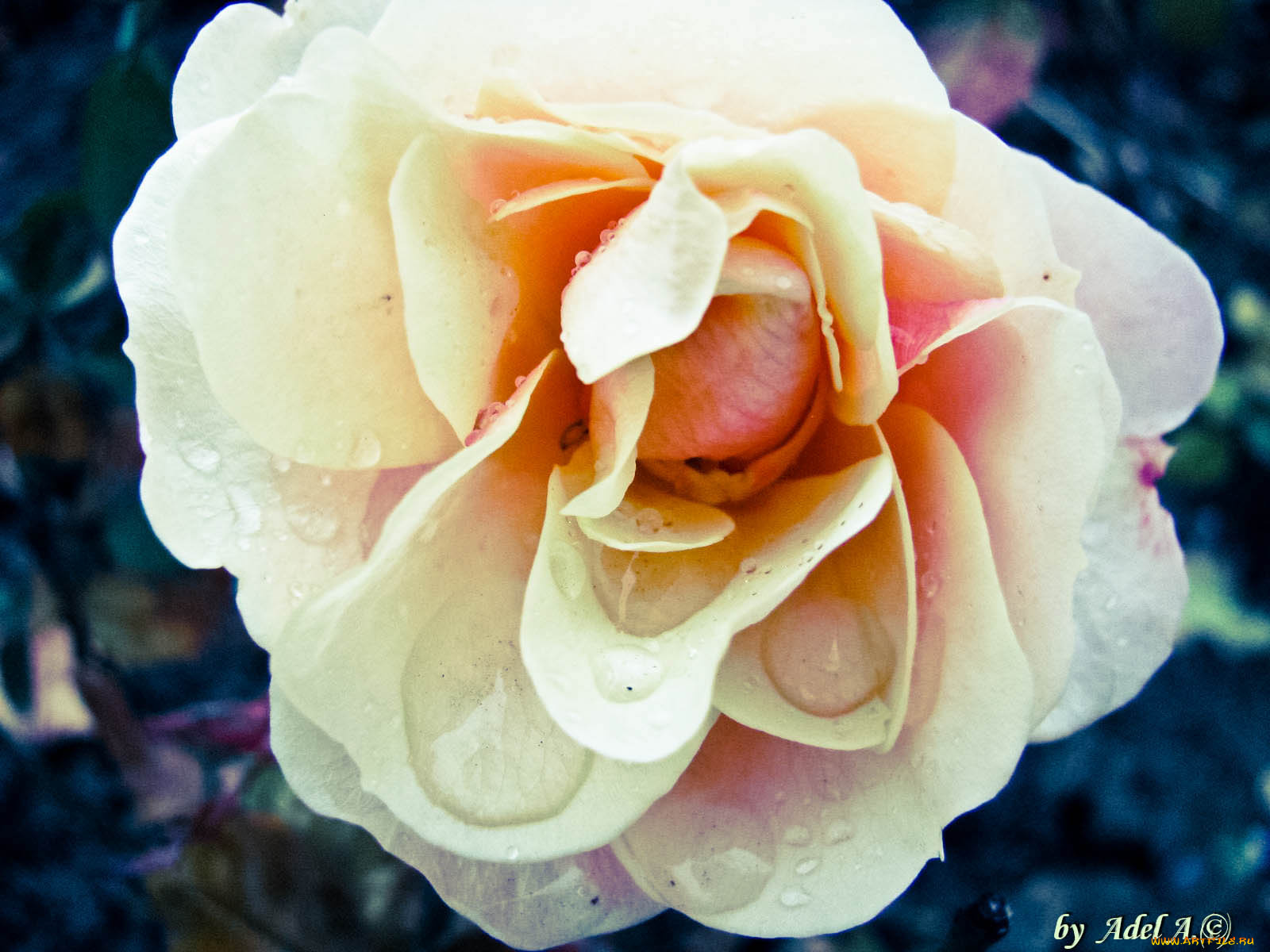 цветы, розы