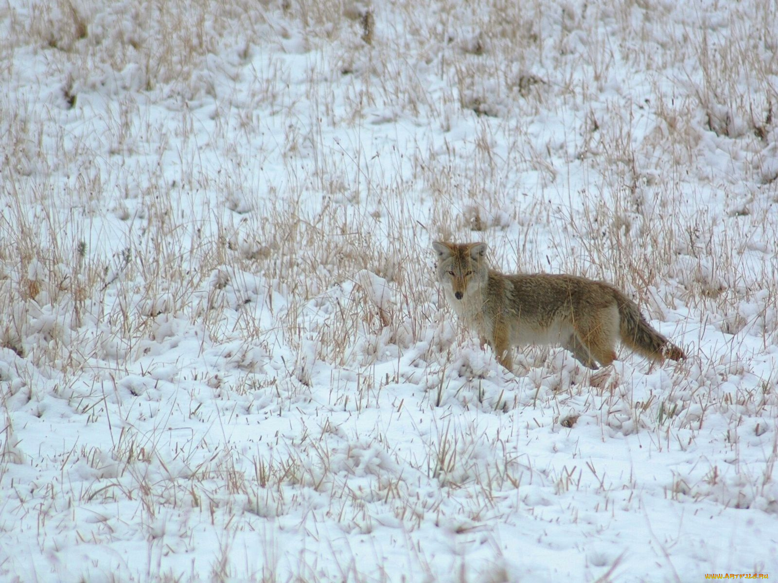 животные, лисы