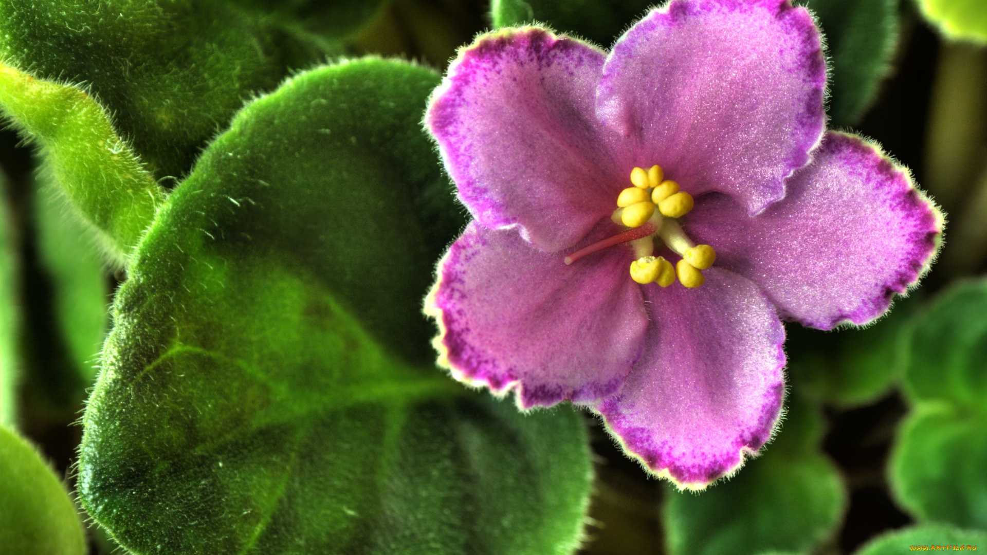 цветы, фиалки