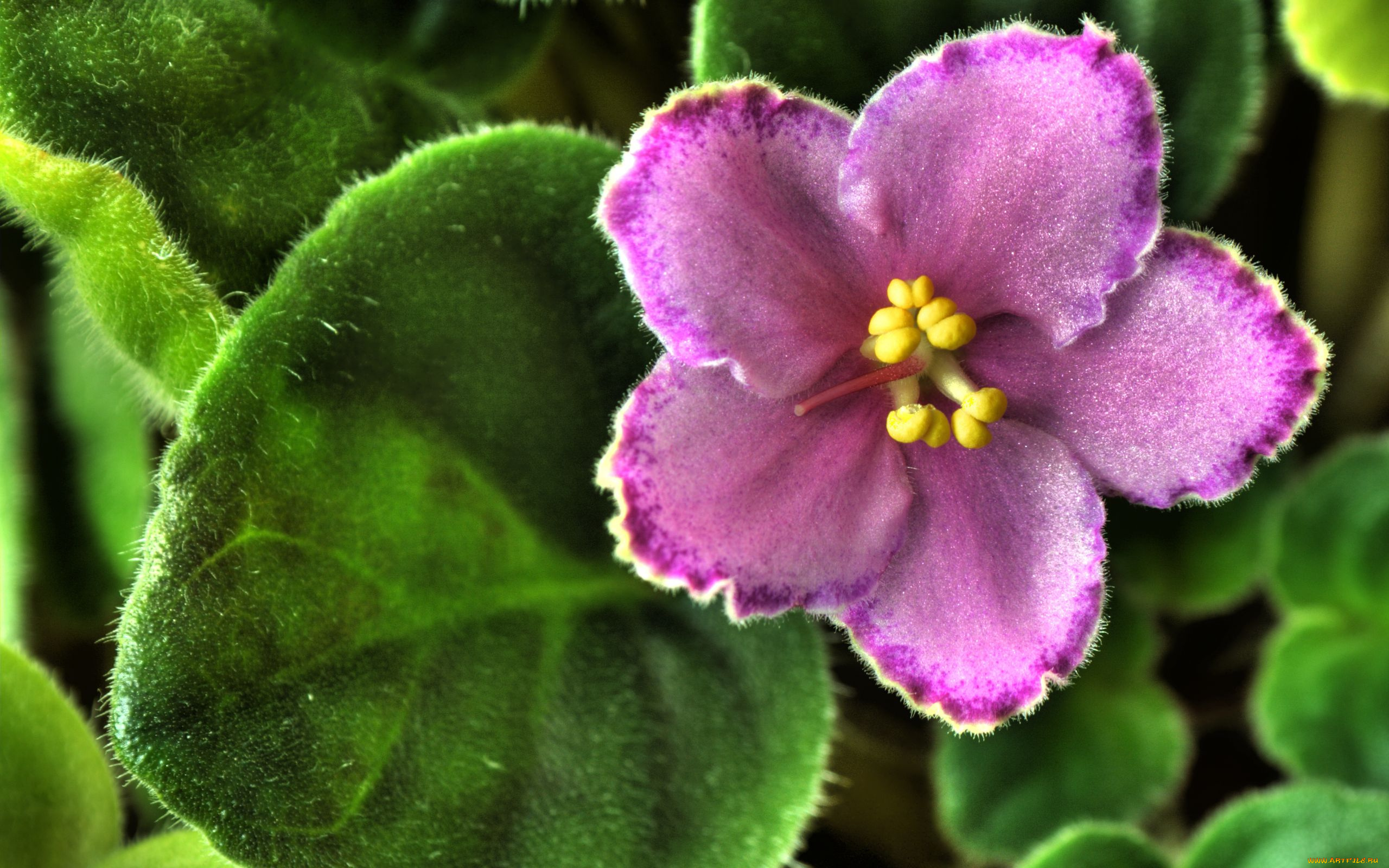 цветы, фиалки