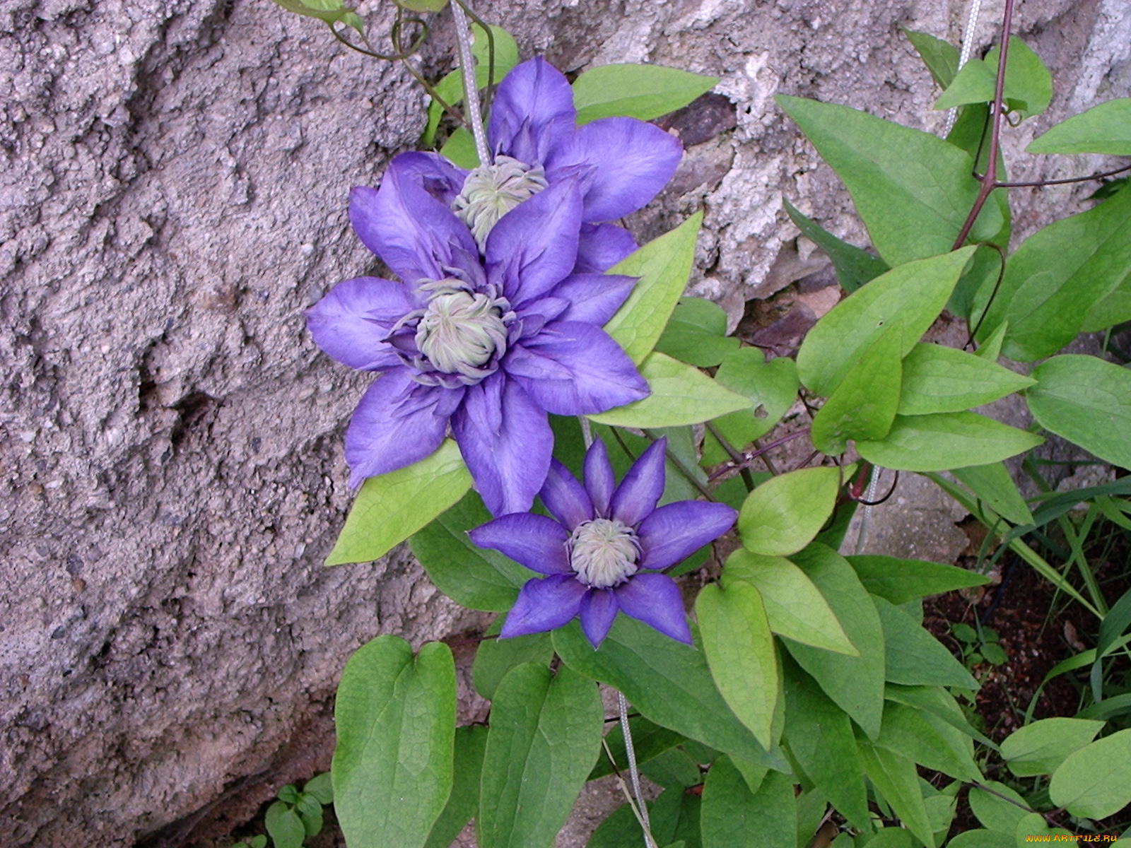 цветы, клематис, ломонос, лиловый