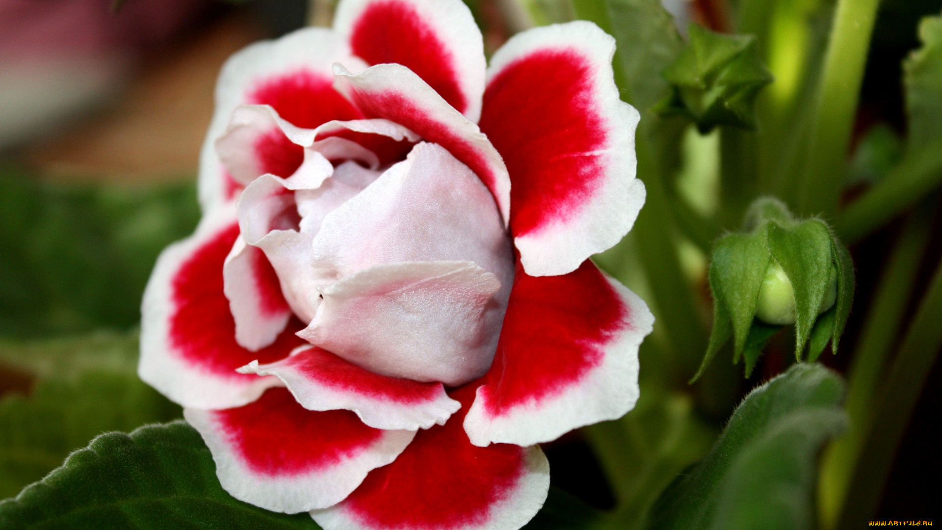 цветы, глоксиния, синнингия, красно-белый