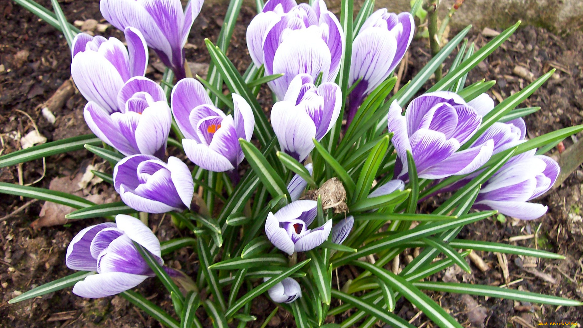 цветы, крокусы, филетовый