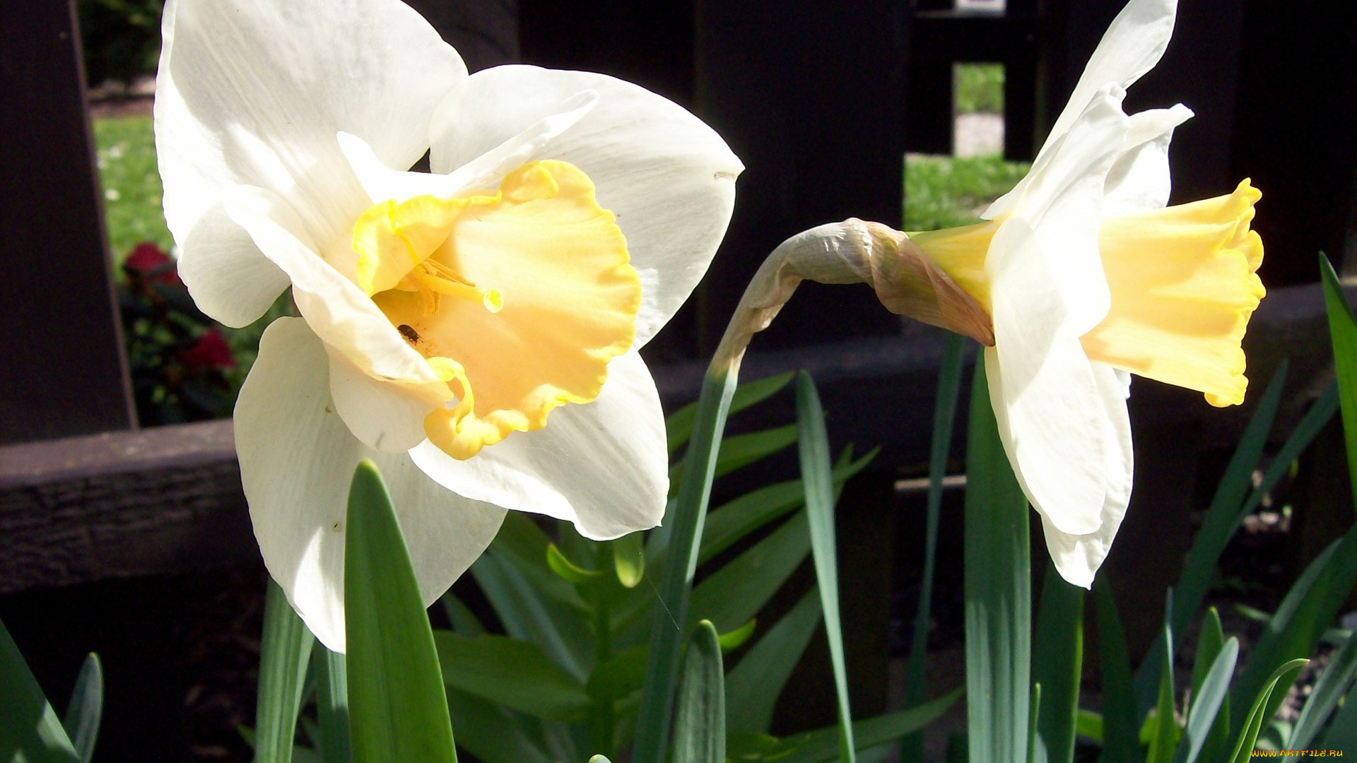 цветы, нарциссы, белые, лепестки